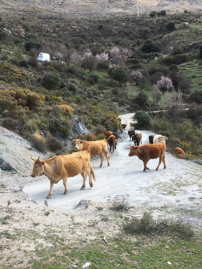 Hotel Rural Fuente La Teja Guejar Sierra Esterno foto